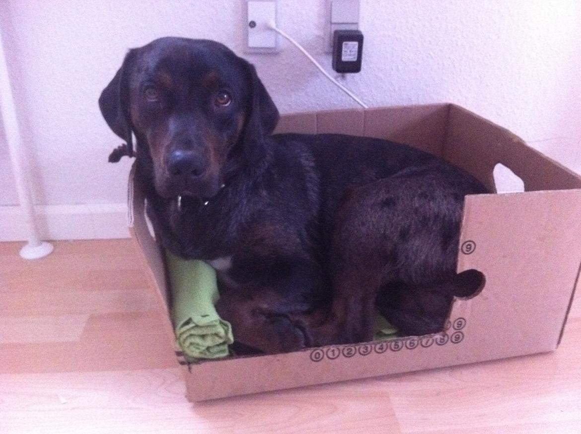 Blanding af racer Sofus - Når kattene i huset overtager min kurv må jeg finde en anden løsning :-) billede 11