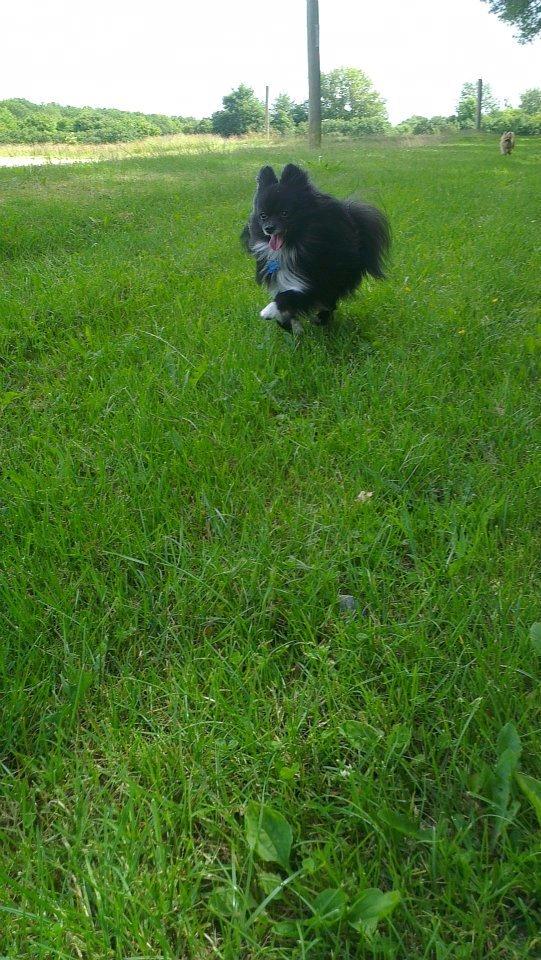 Pomeranian Jebbe billede 18