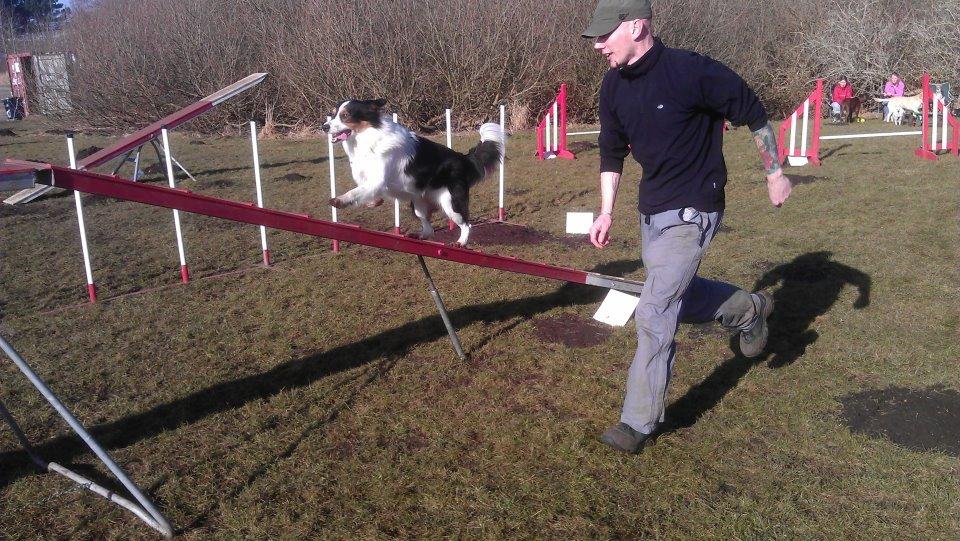 Border collie Patchie - Lidt Ag billede 1