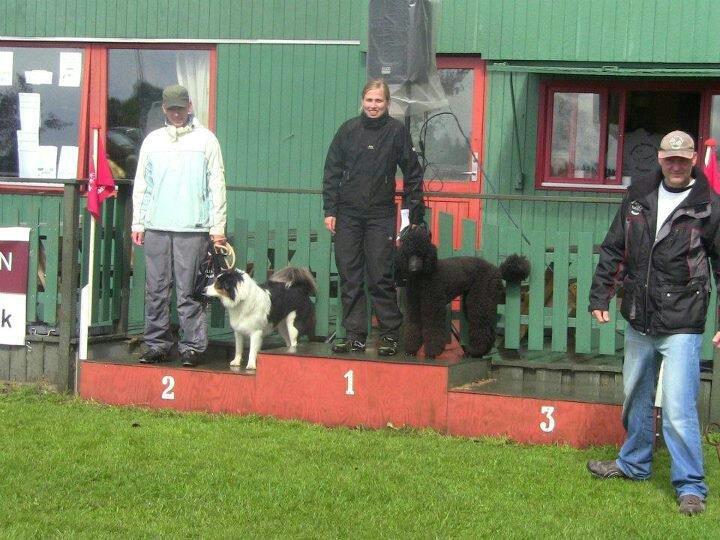 Border collie Patchie - Vores Andenplads i Debutant klassen billede 3