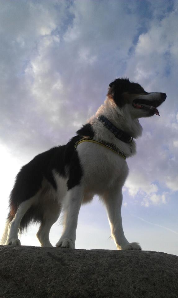 Border collie Patchie - Kongen billede 4