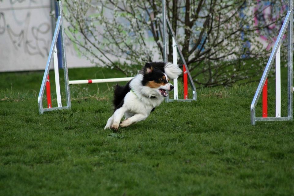 Border collie Patchie - En lille vending  billede 5