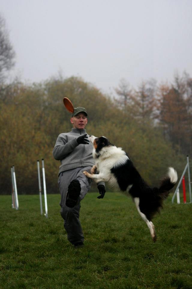 Border collie Patchie billede 6