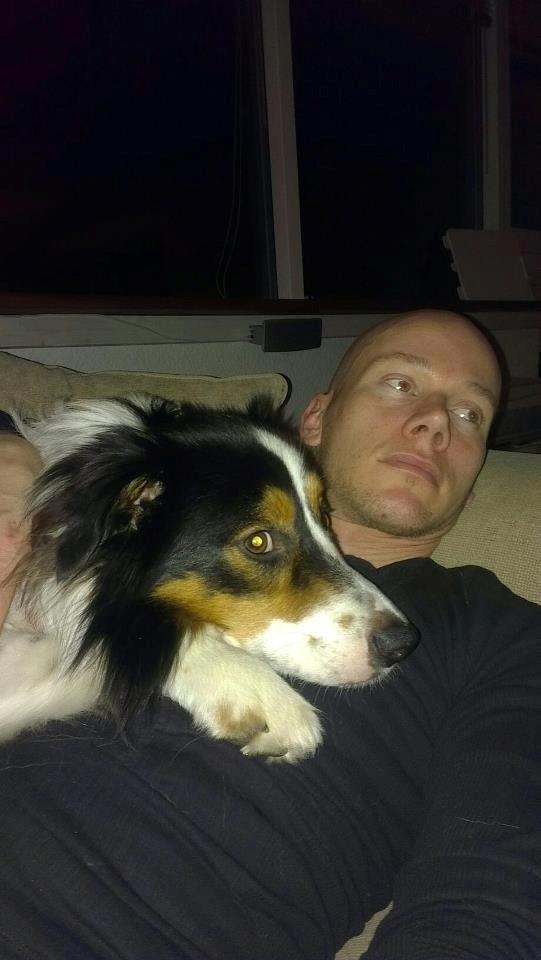 Border collie Patchie billede 7