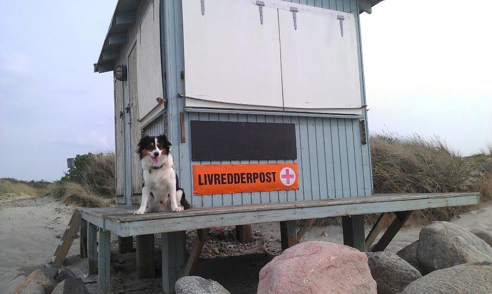 Border collie Patchie billede 8