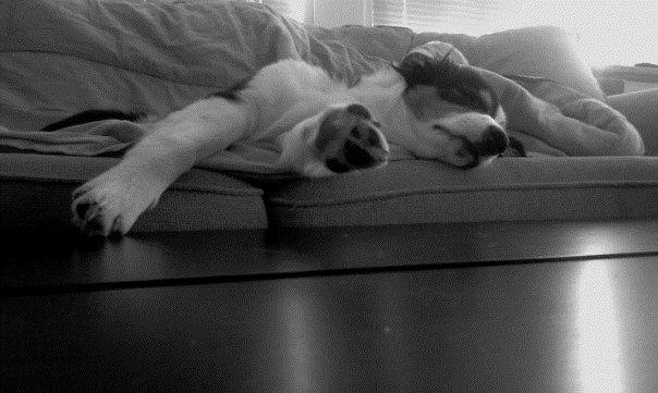 Border collie Patchie billede 9