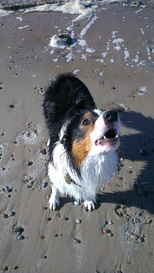 Border collie Patchie billede 10