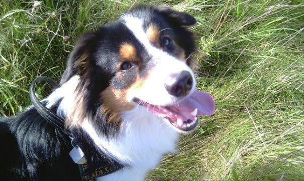 Border collie Patchie billede 11