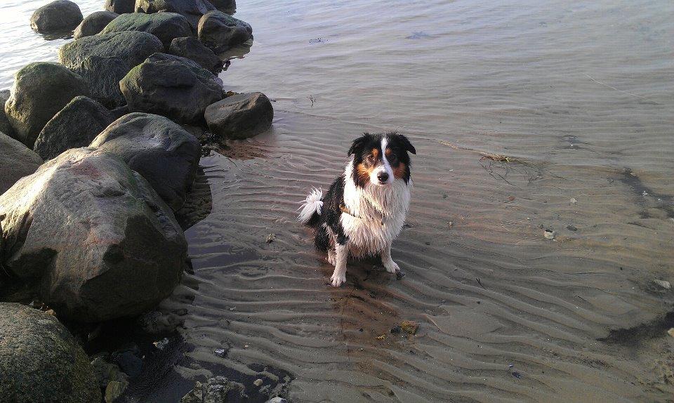 Border collie Patchie billede 12