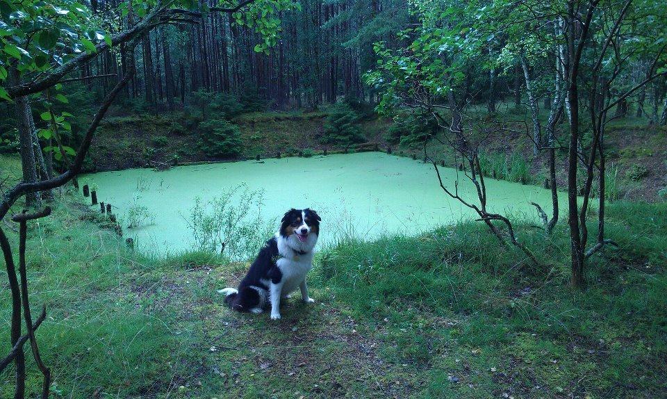 Border collie Patchie billede 13