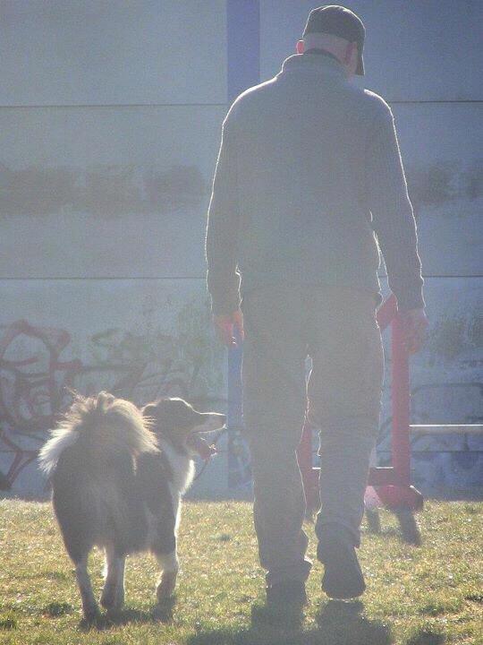 Border collie Patchie billede 14