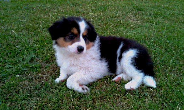 Border collie Patchie billede 15