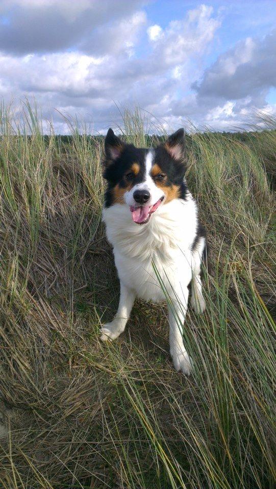 Border collie Patchie billede 16