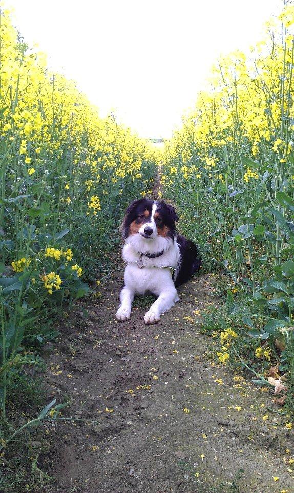 Border collie Patchie billede 17