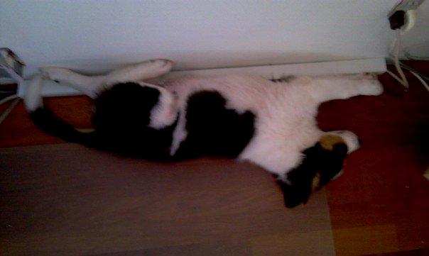 Border collie Patchie billede 18