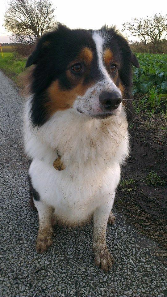 Border collie Patchie billede 20