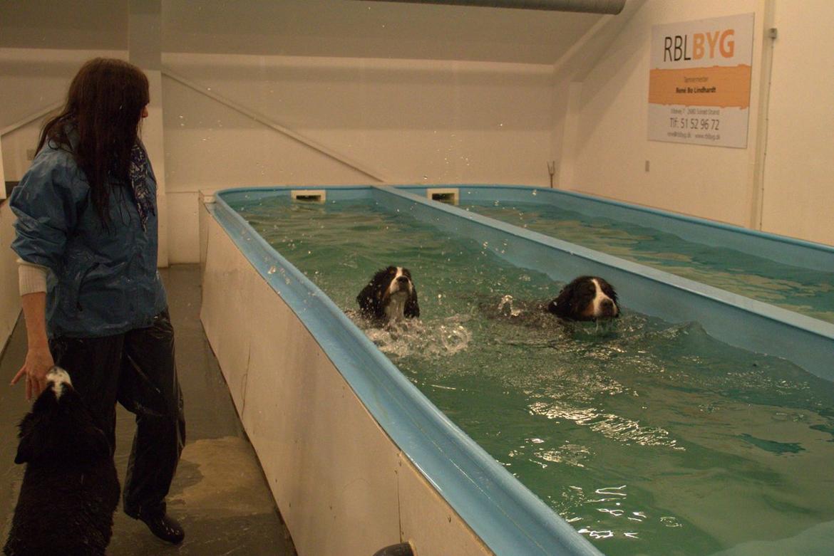 Berner sennenhund Bina billede 12