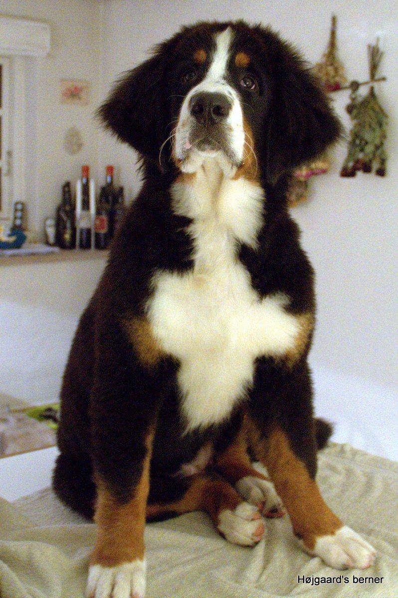 Berner sennenhund Bina billede 14