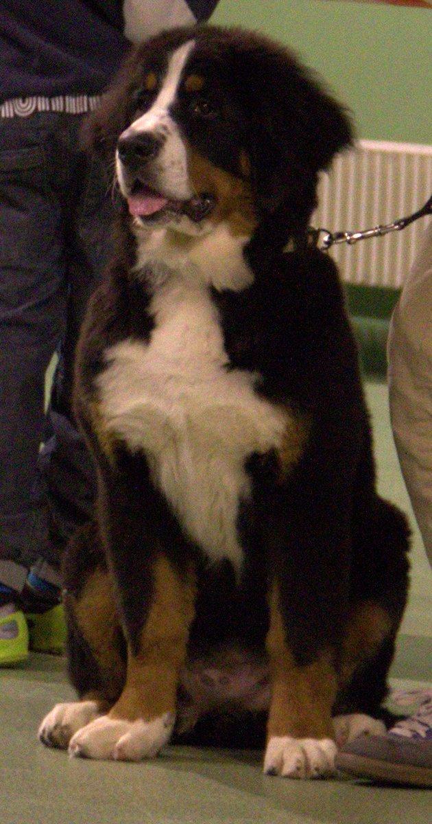 Berner sennenhund Bina billede 15