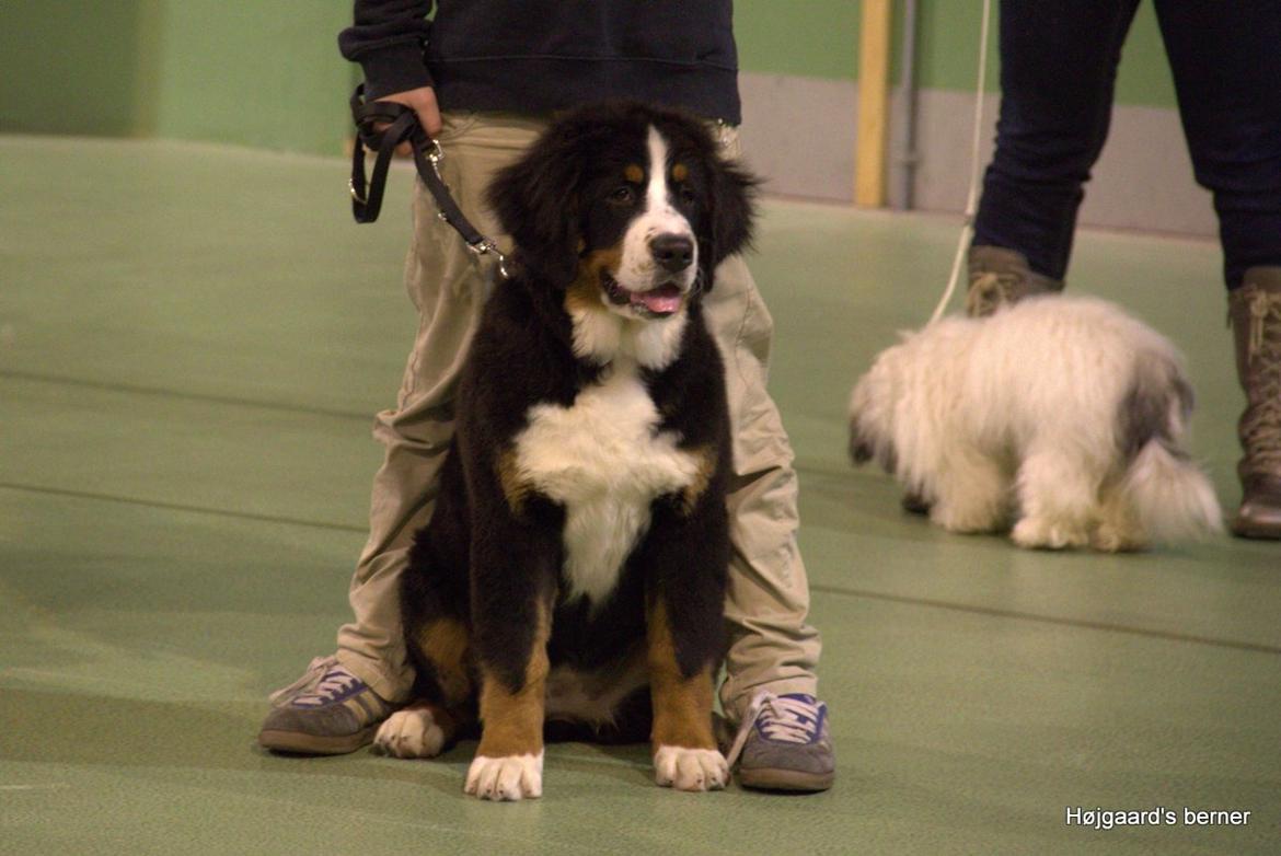 Berner sennenhund Bina billede 16