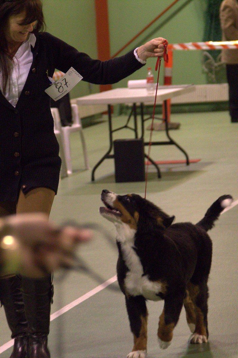 Berner sennenhund Bina billede 17