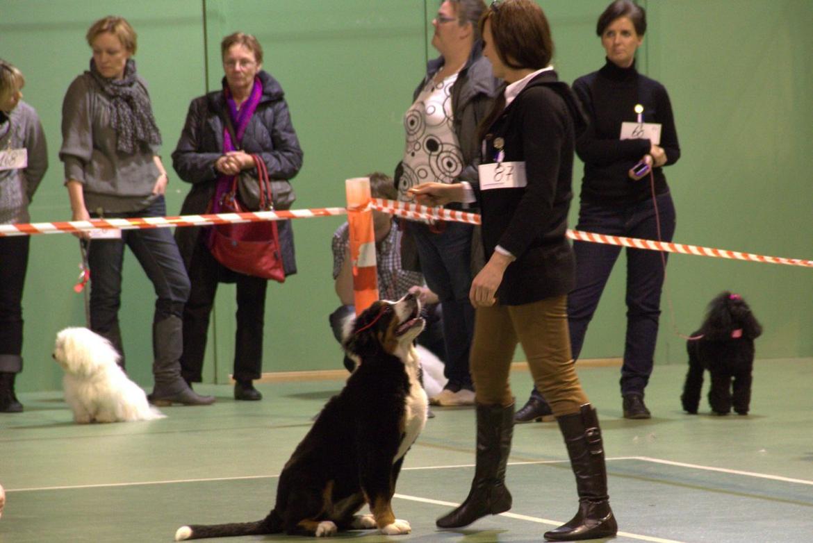 Berner sennenhund Bina billede 18