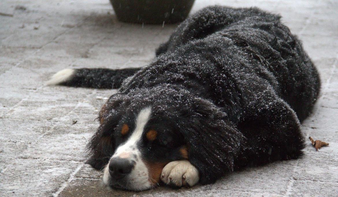 Berner sennenhund Bina billede 19