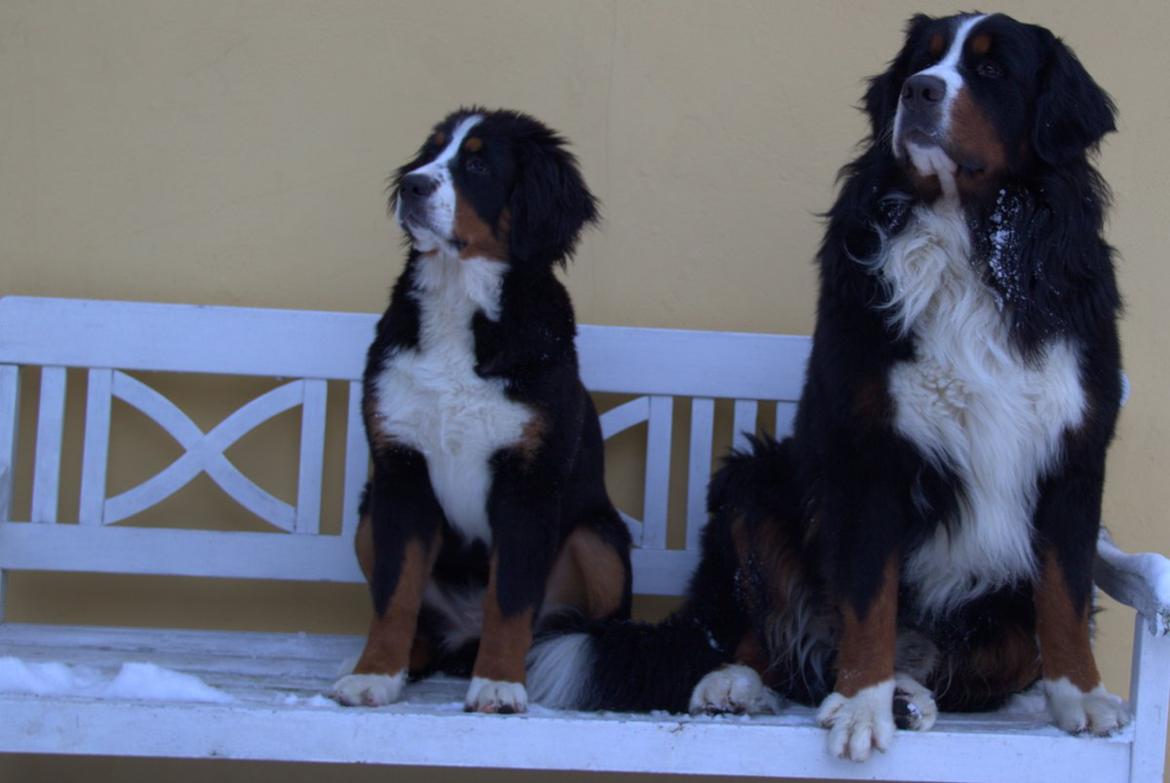 Berner sennenhund Bina billede 20