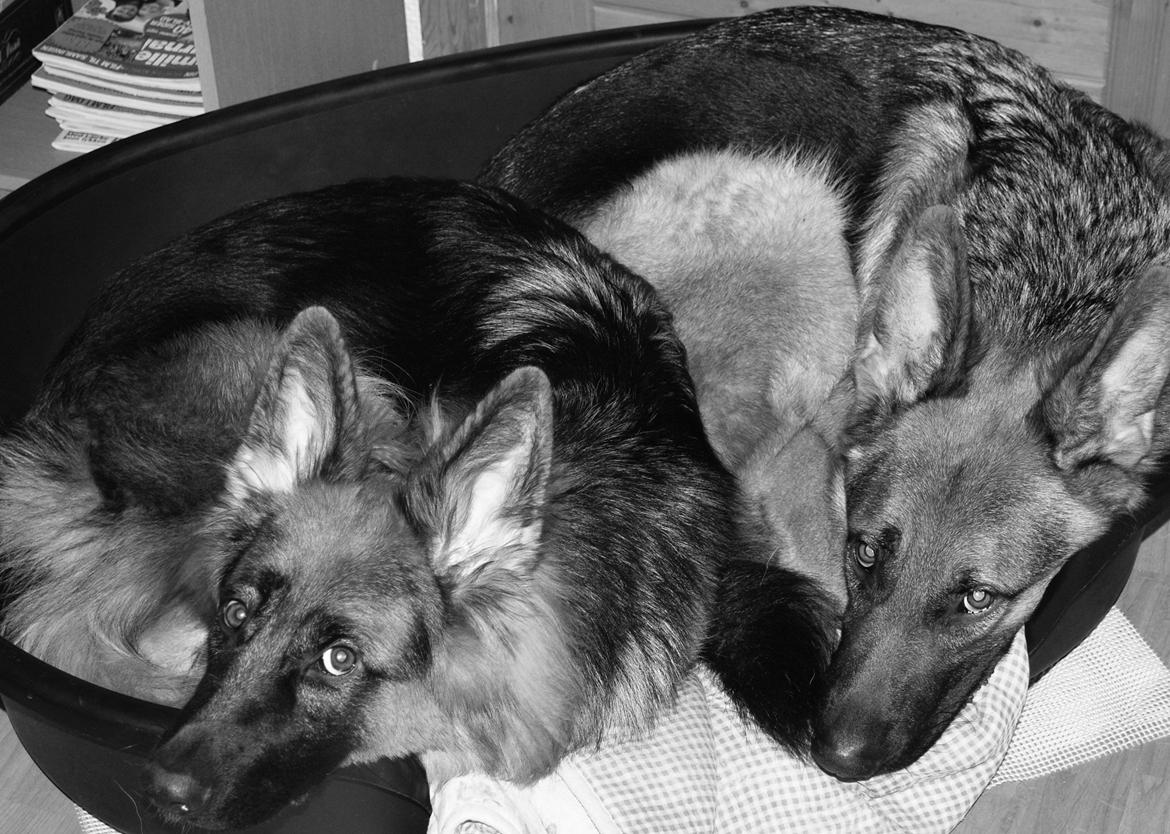 Schæferhund Smed's Jasmina - Jeg har nu forsøgt i 6 mdr. at vinde Harleys tillid, så jeg kan undersøge hans livsstil på tæt hold. Endelig har jeg fået tæt nok kontakt til at dele seng med ham..  billede 11