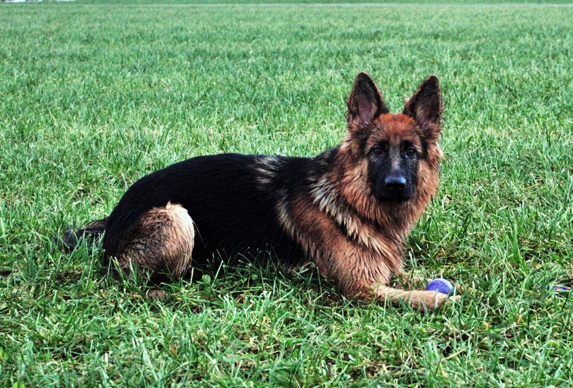 Schæferhund Smed's Jasmina - Her er jeg med min bold, som ingen skal tage fra mig!  billede 12