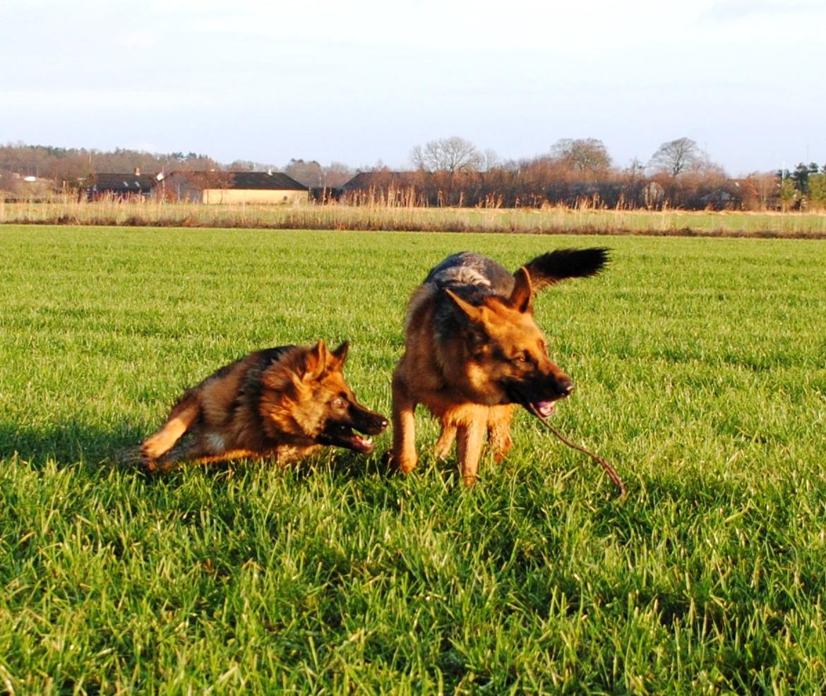 Schæferhund Smed's Jasmina - Vi har set ice age i juledagene, og jeg forsøger mig her som egernet der vil have sin nød..  billede 13