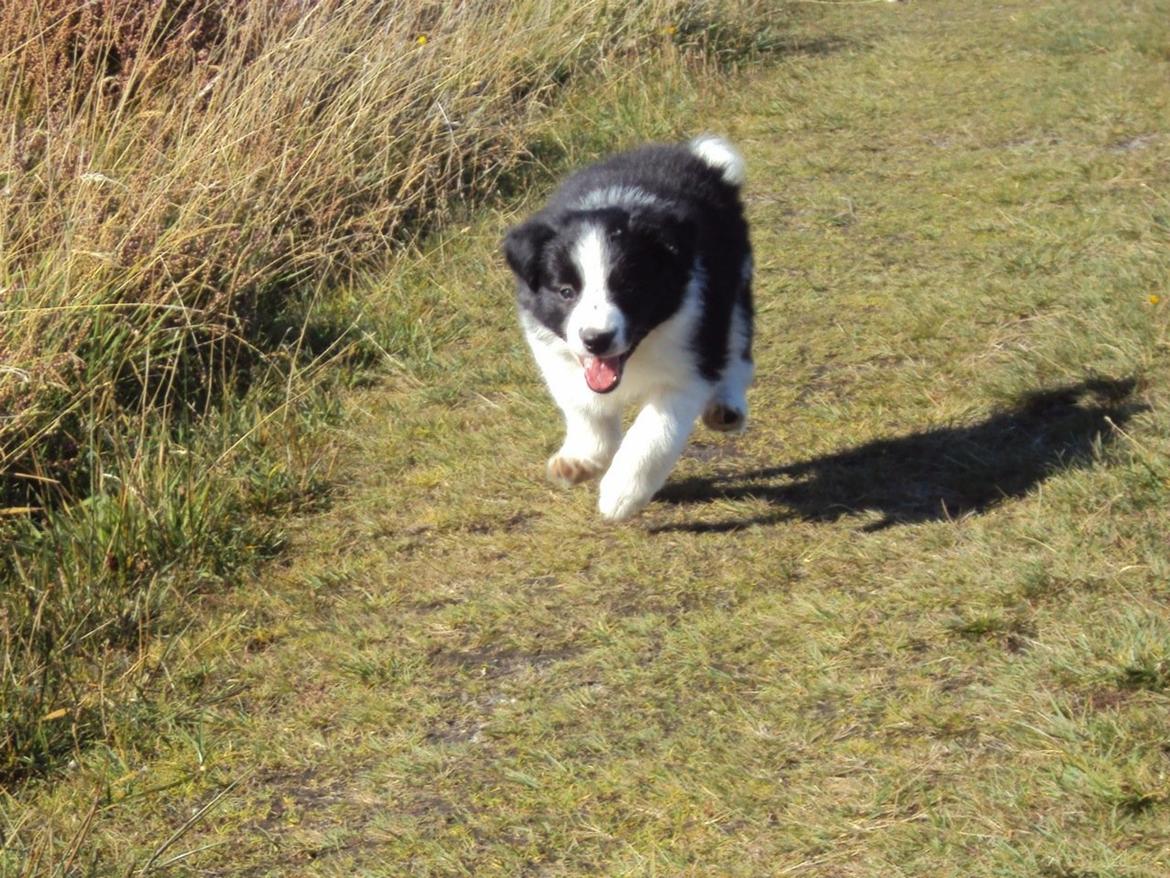 Border collie Kian Star Kianna billede 22