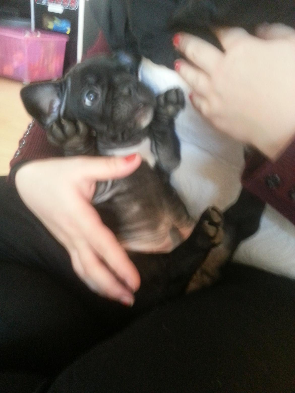 Fransk bulldog Herbert RIP ?? billede 3