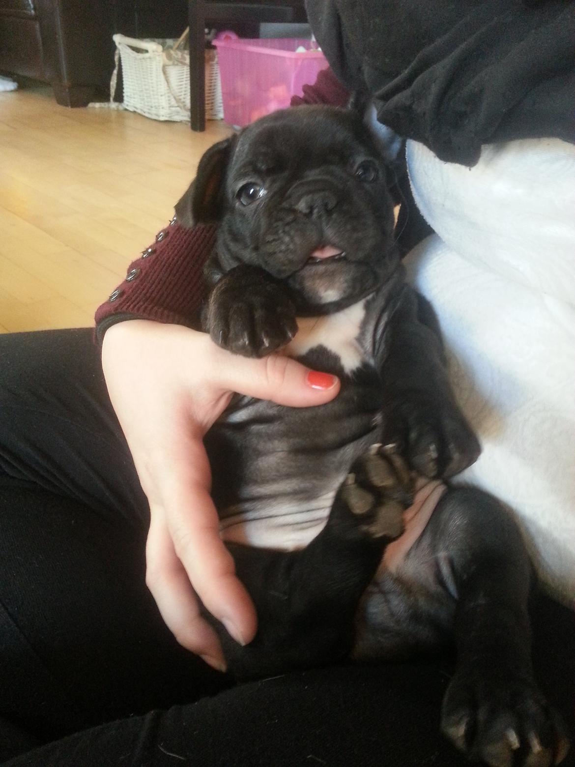 Fransk bulldog Herbert RIP ?? billede 4