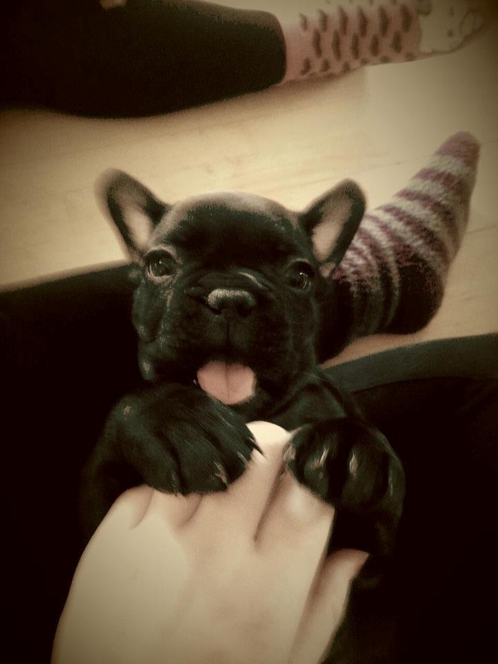 Fransk bulldog Herbert RIP ?? billede 2