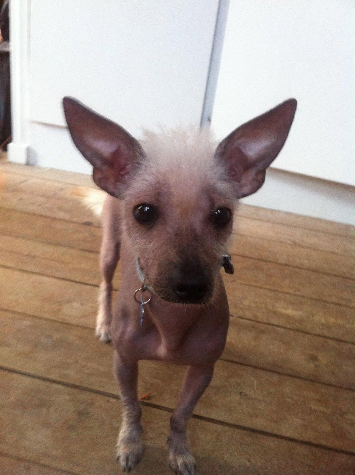 Chinese crested hårløs Børge billede 6