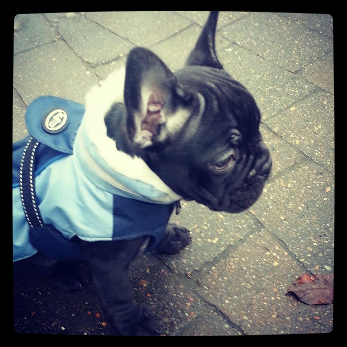 Fransk bulldog Herbert RIP ?? billede 5