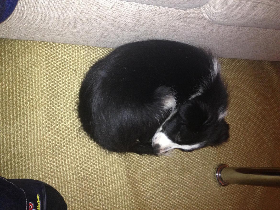 Border collie Kian Star Kianna billede 23