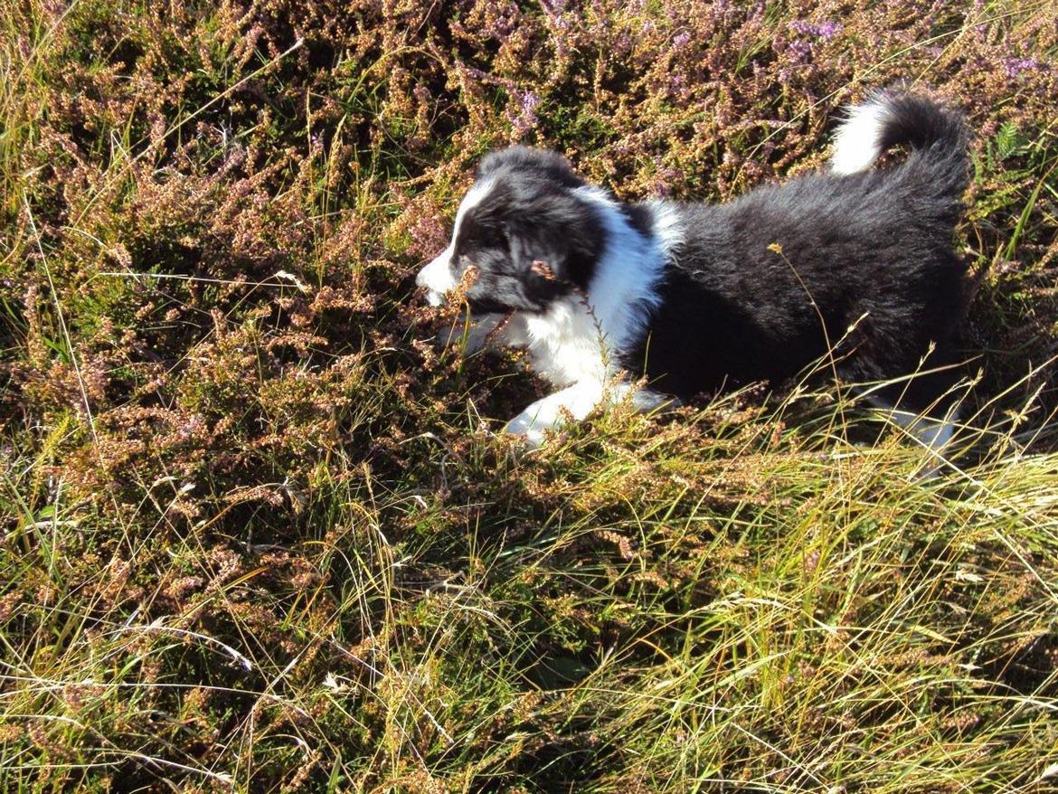 Border collie Kian Star Kianna billede 18