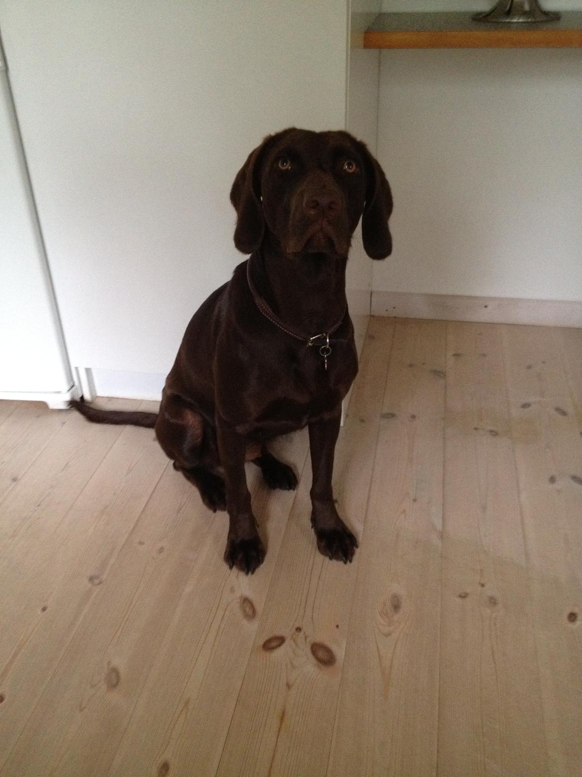 Blanding af racer Malou billede 3