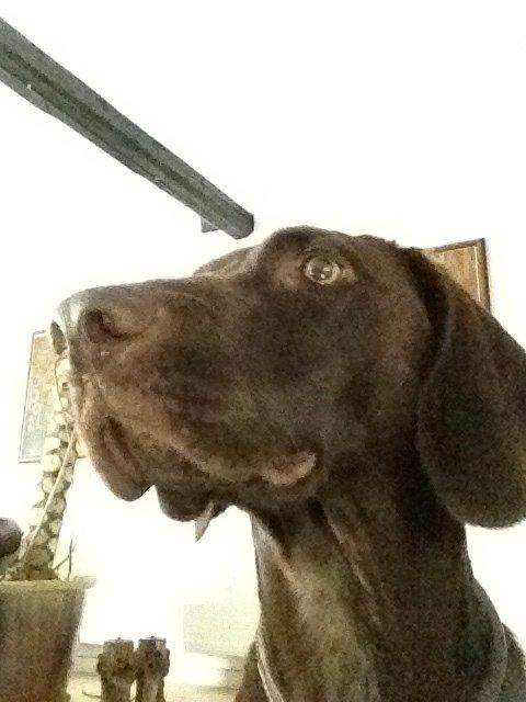 Blanding af racer Malou billede 4