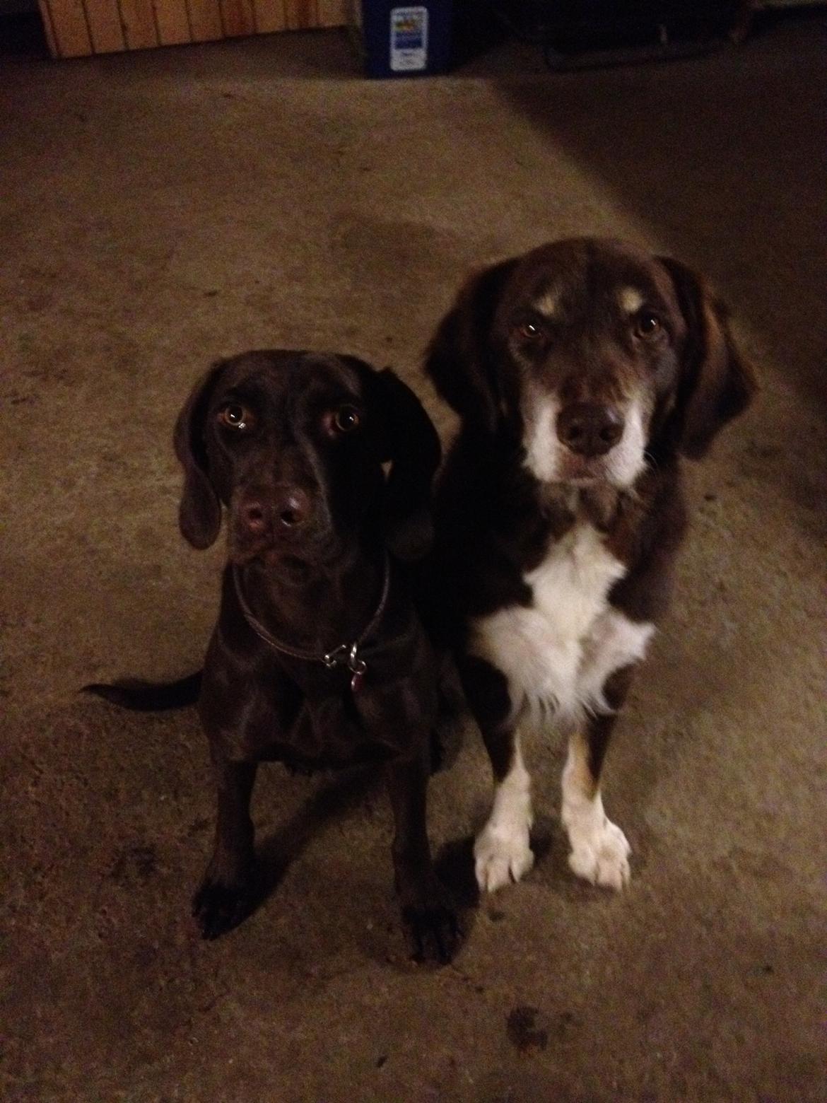 Blanding af racer Malou billede 5