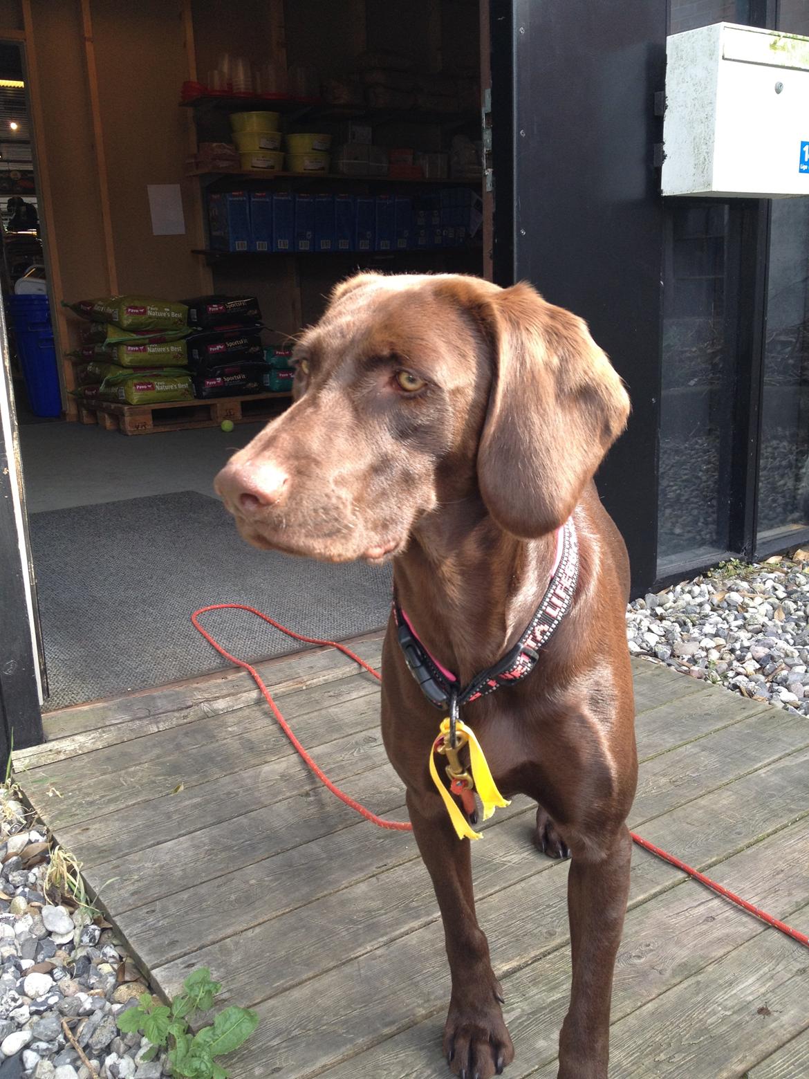 Blanding af racer Malou billede 6