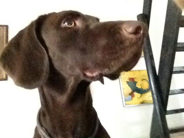 Blanding af racer Malou billede 2