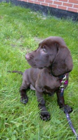 Blanding af racer Malou billede 7