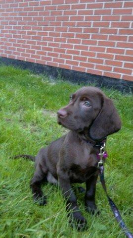 Blanding af racer Malou billede 8