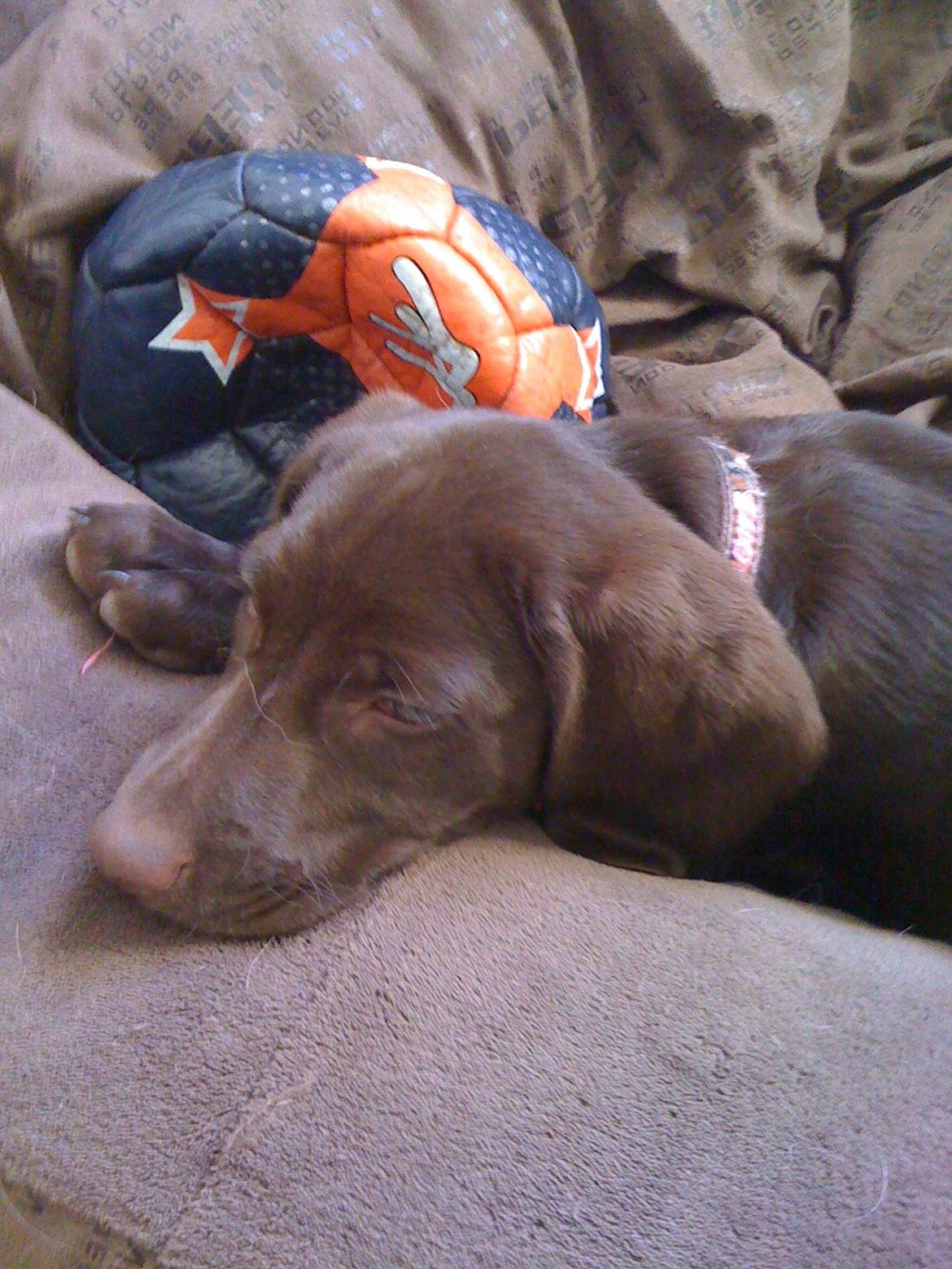 Blanding af racer Malou billede 9