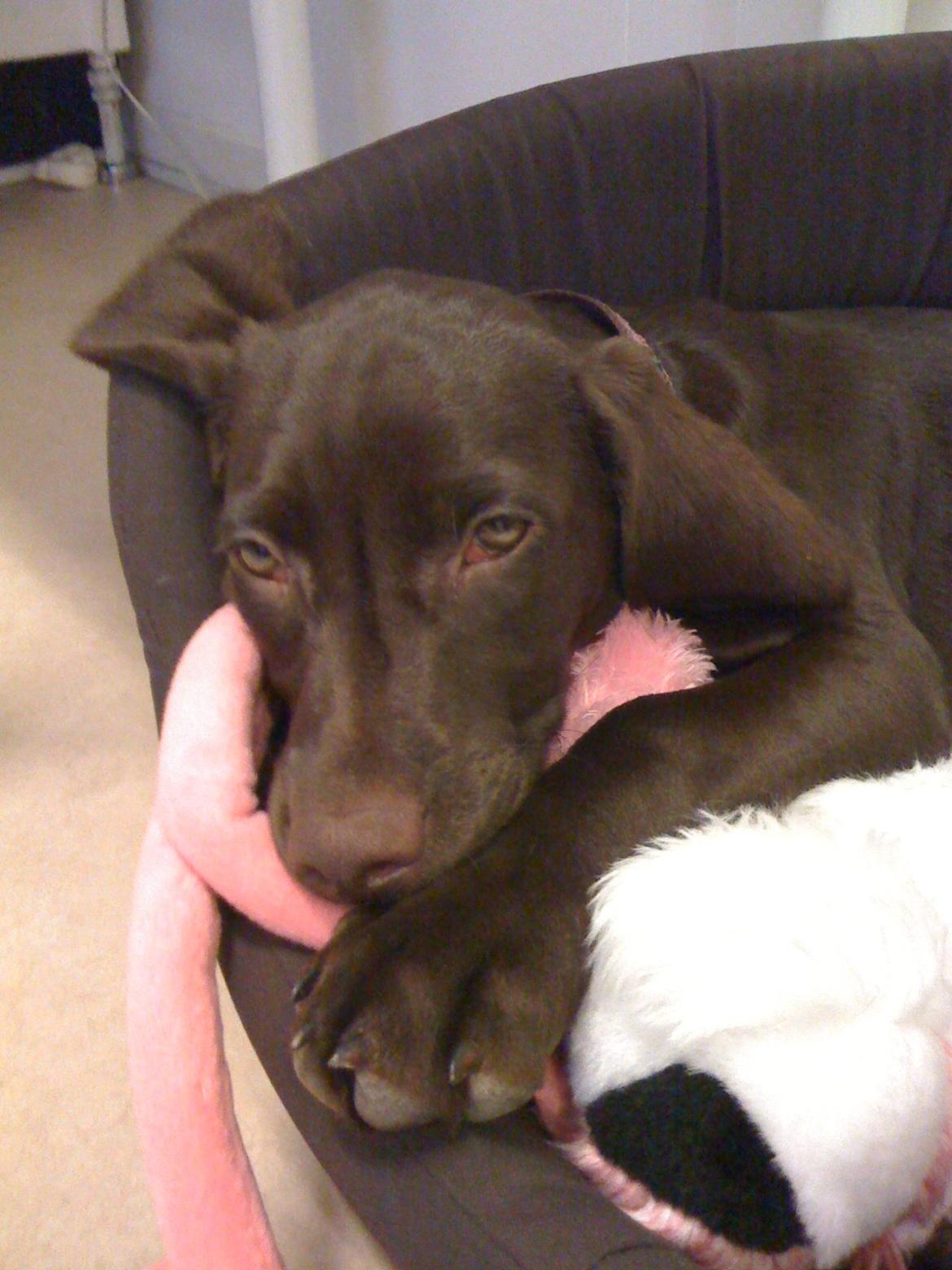 Blanding af racer Malou billede 10