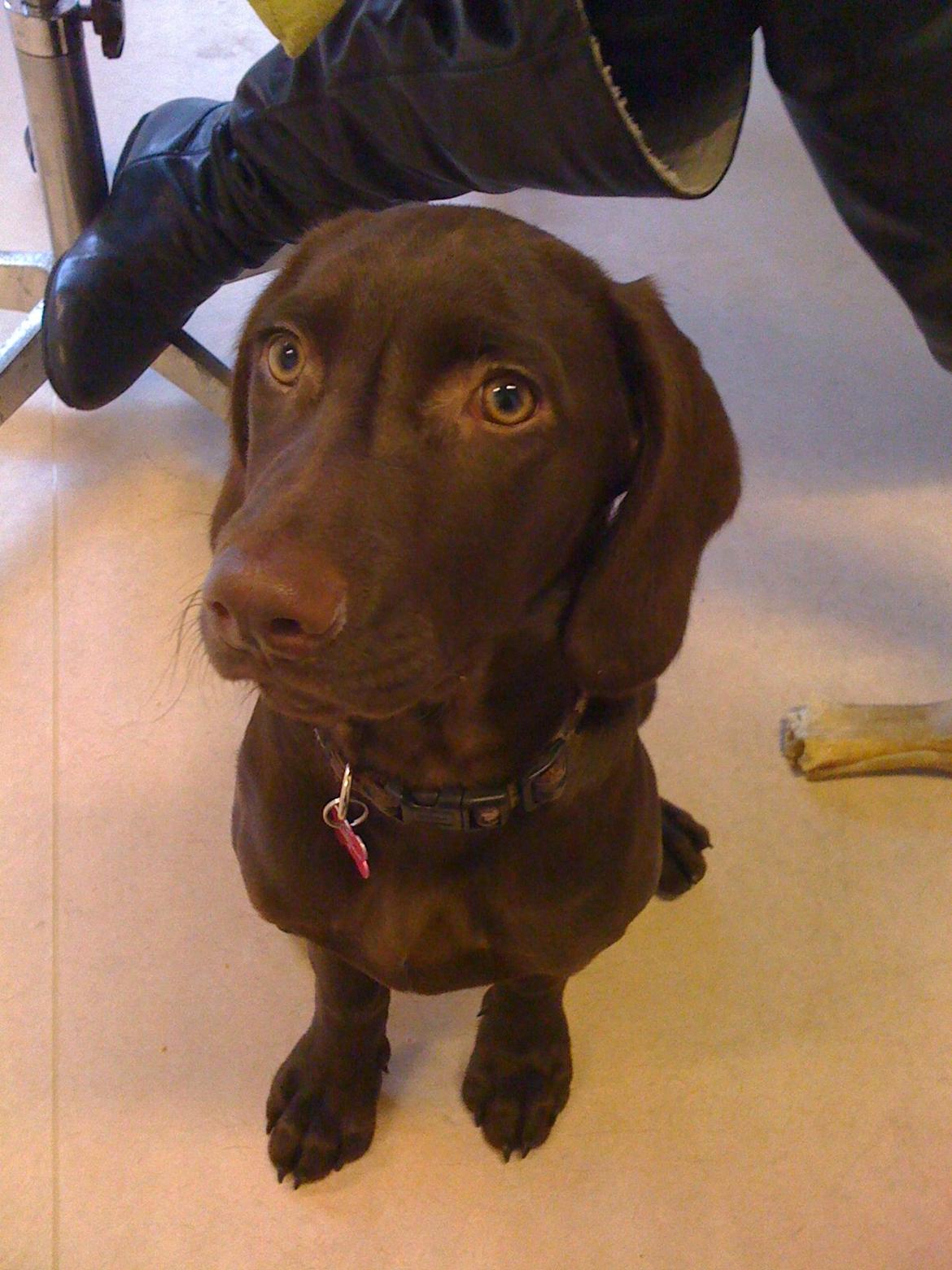 Blanding af racer Malou billede 11