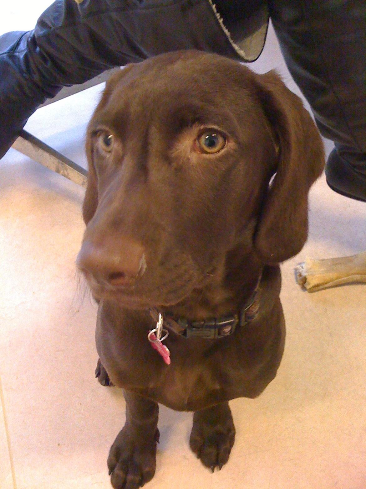 Blanding af racer Malou billede 12